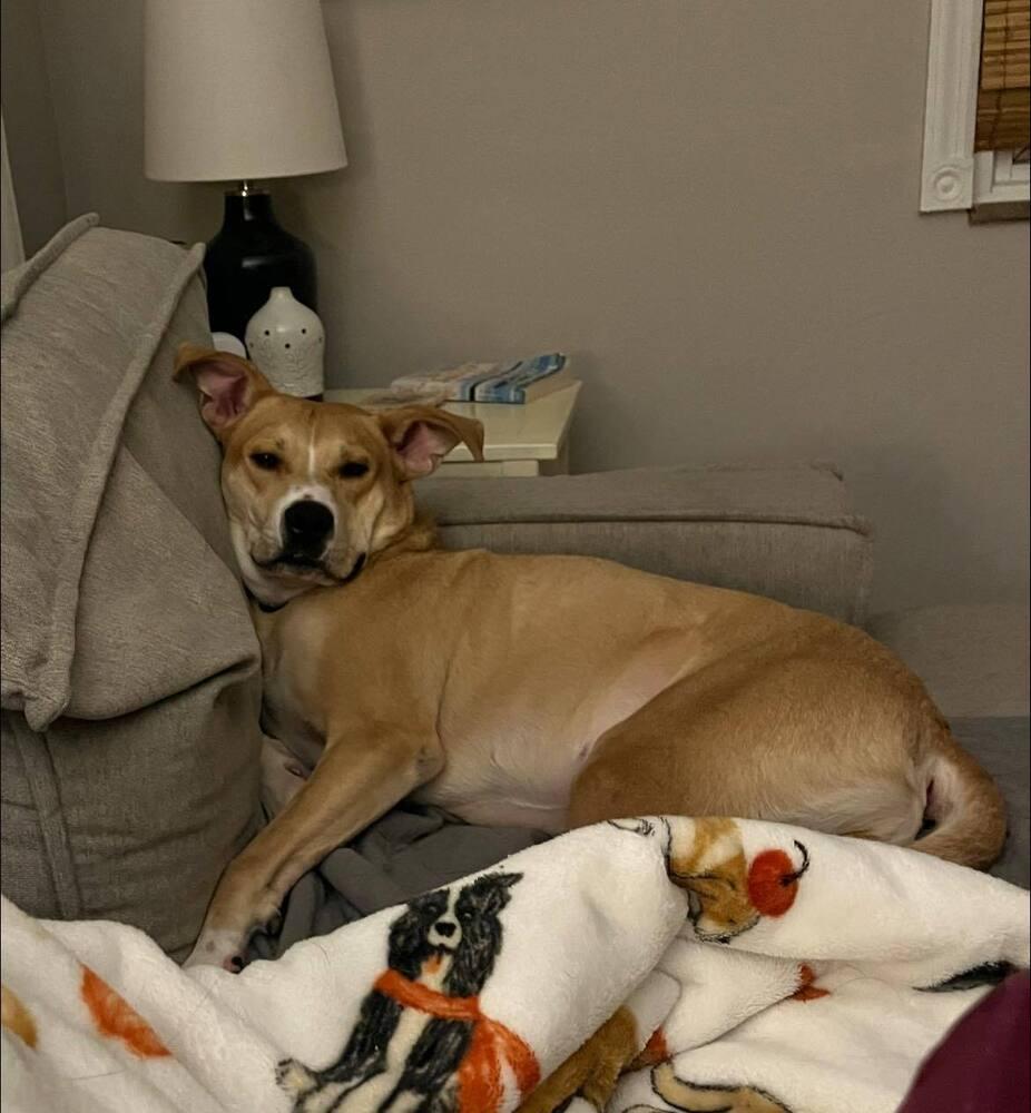 Enlarge Ivan, a Adoptable mixed breed in Springdale, PA image 4/6