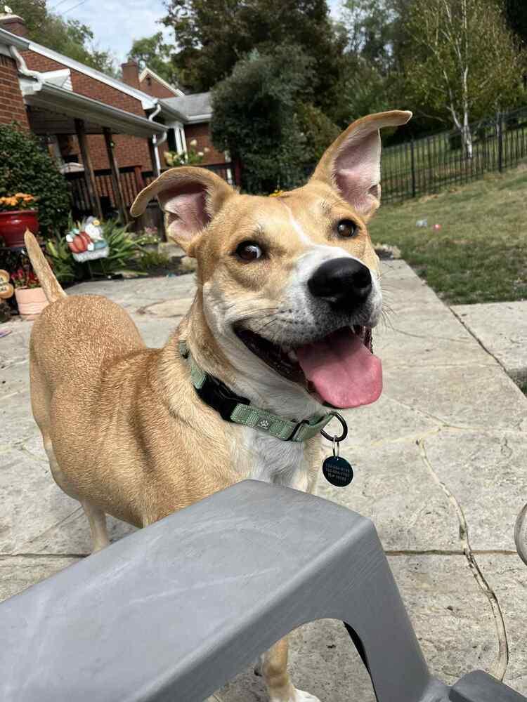 Enlarge Ivan, a Adoptable mixed breed in Springdale, PA image 6/6