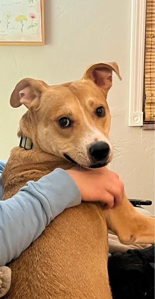 Enlarge Ivan, a Adoptable mixed breed in Springdale, PA image 6/6