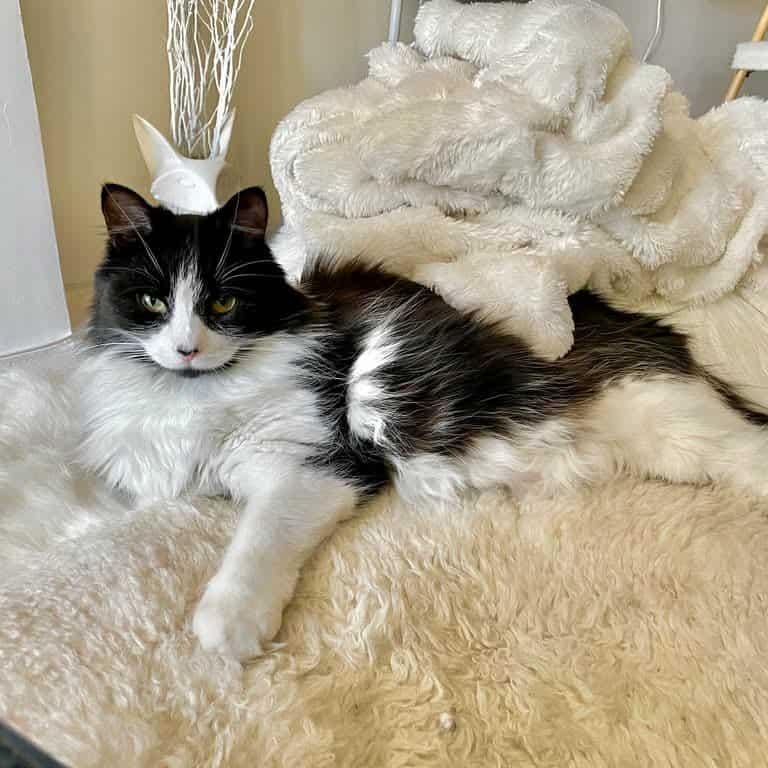 Katsia, Adoptable, Adult Female Domestic Medium Hair.