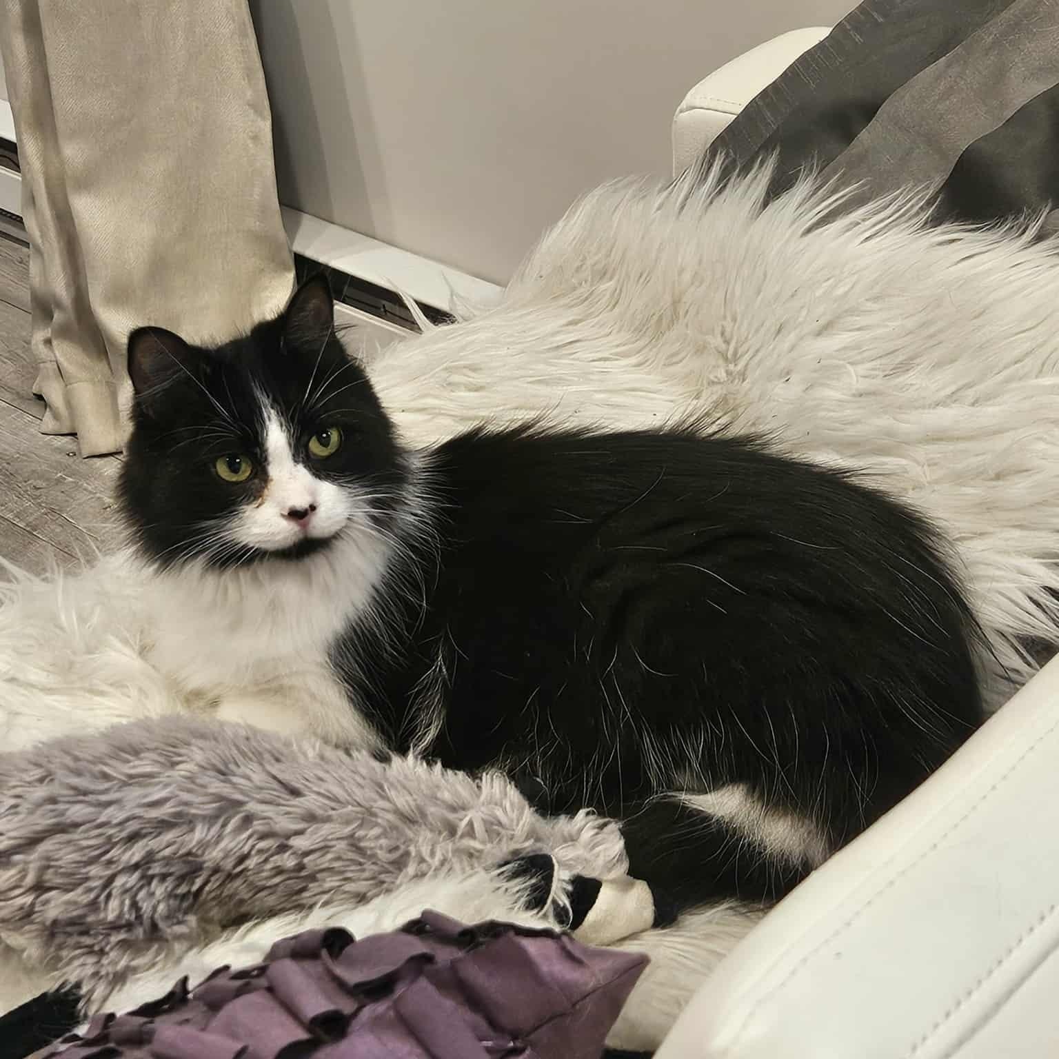 Enlarge Katsia, a Adoptable Domestic Medium Hair in Chateauguay, QC image 2/6