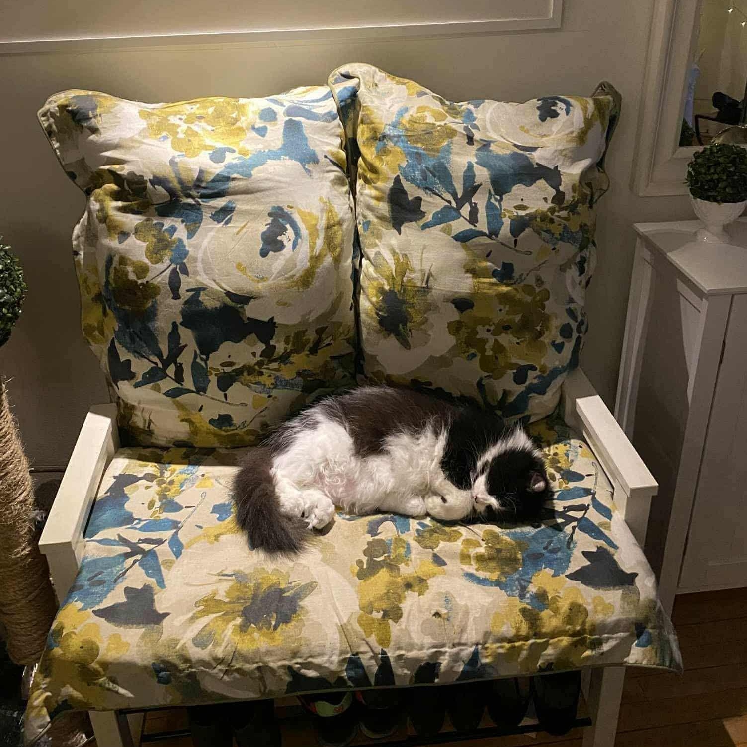 Enlarge Katsia, a Adoptable Domestic Medium Hair in Chateauguay, QC image 3/6