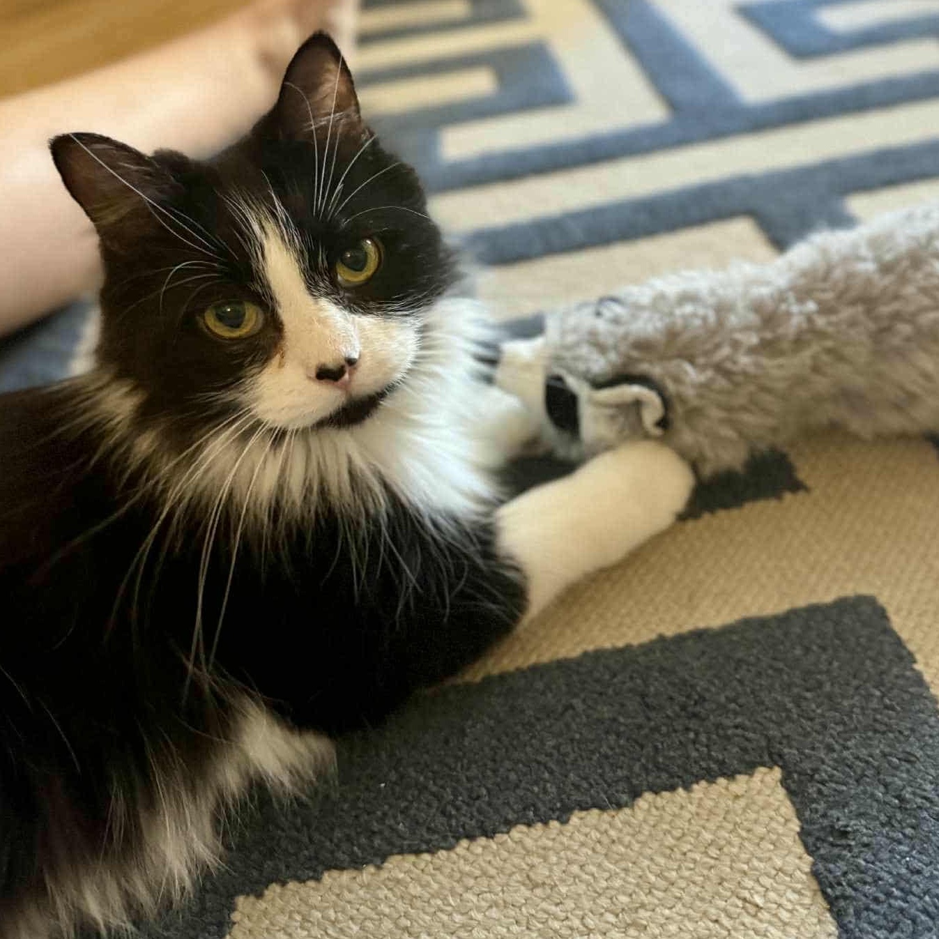 Enlarge Katsia, a Adoptable Domestic Medium Hair in Chateauguay, QC image 4/6