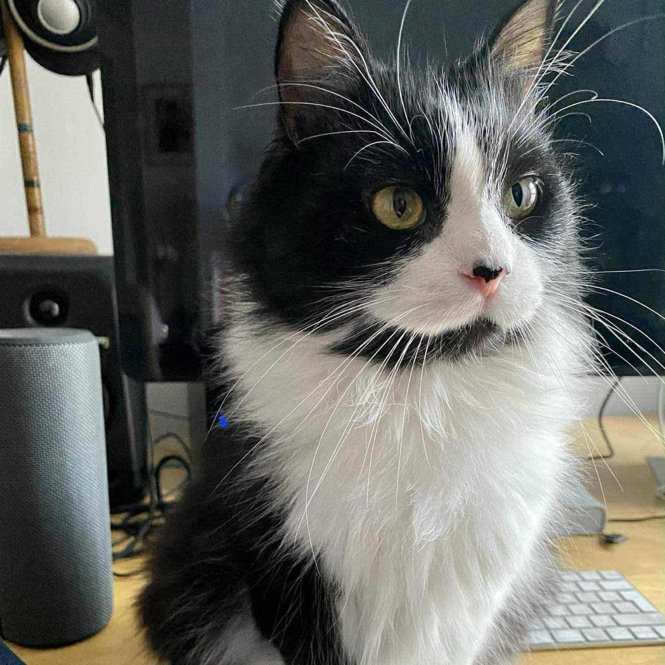 Enlarge Katsia, a Adoptable Domestic Medium Hair in Chateauguay, QC image 5/6