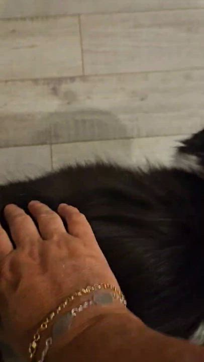 Enlarge Katsia, a Adoptable Domestic Medium Hair in Chateauguay, QC video 6/6