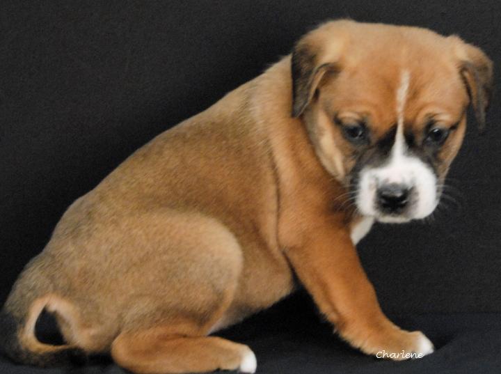 Enlarge Wheezie, an adopted mixed breed in Newland, NC image 1/1