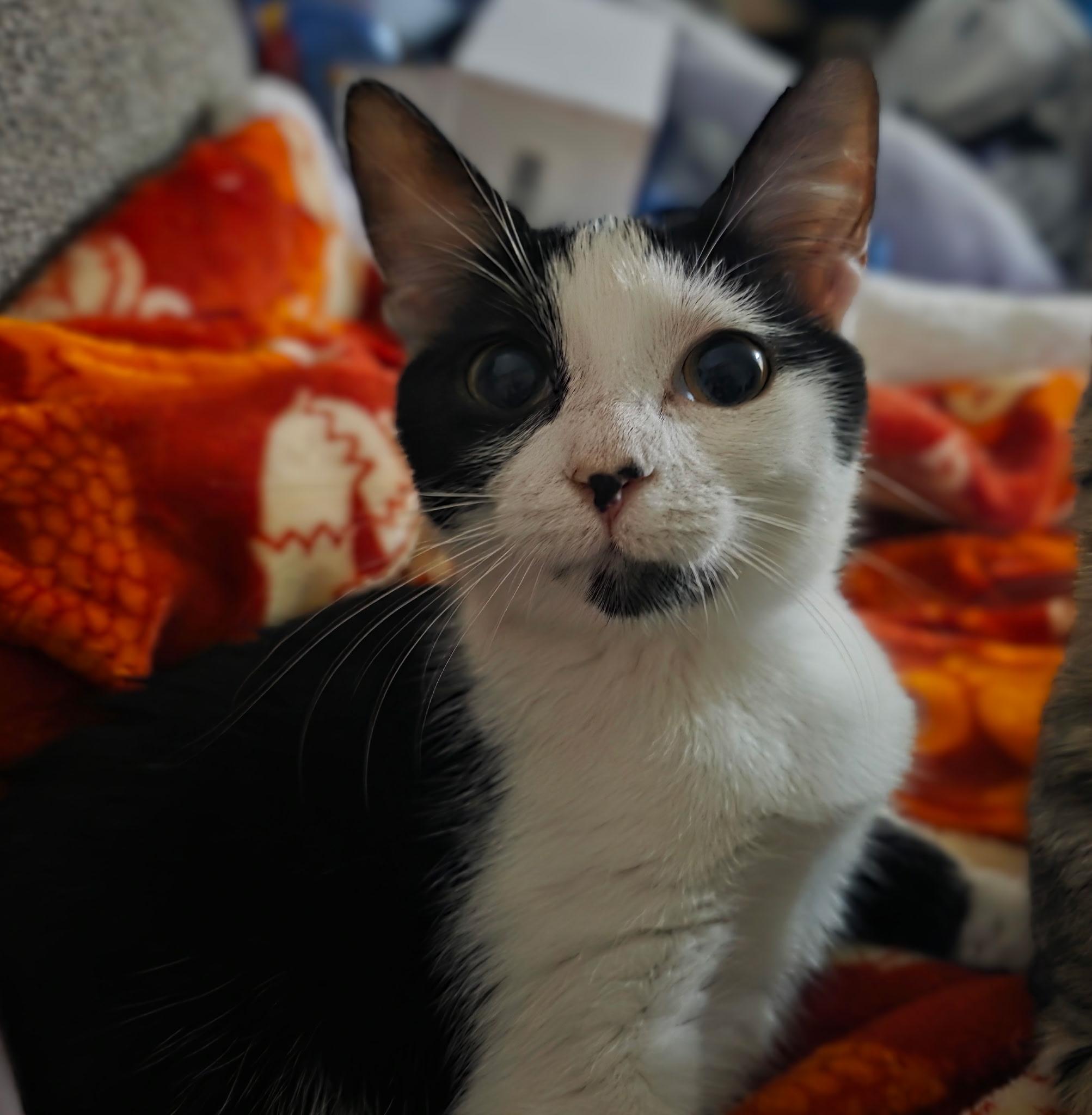 Enlarge Moonflower, a Adoptable mixed breed in Port Byron , NY image 1/4