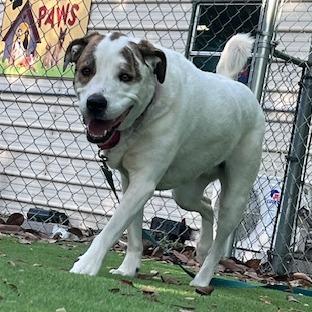 Chloe, a Adoptable mixed breed in Lake Panasoffkee, FL image 2/6