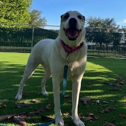 Chloe, a Adoptable mixed breed in Lake Panasoffkee, FL image 3/6