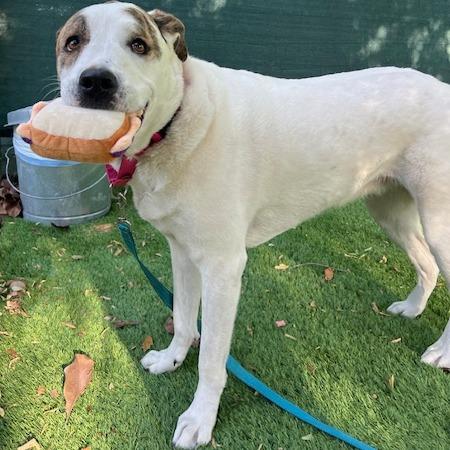 Chloe, a Adoptable mixed breed in Lake Panasoffkee, FL image 4/6