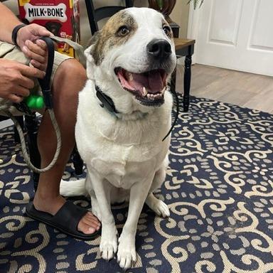 Chloe, a Adoptable mixed breed in Lake Panasoffkee, FL image 5/6