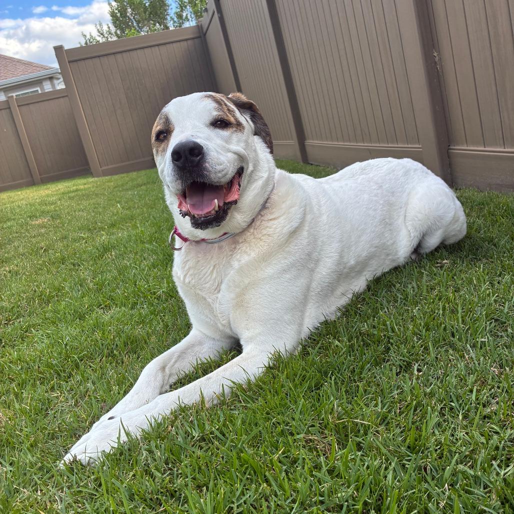 Chloe, a Adoptable mixed breed in Lake Panasoffkee, FL image 6/6