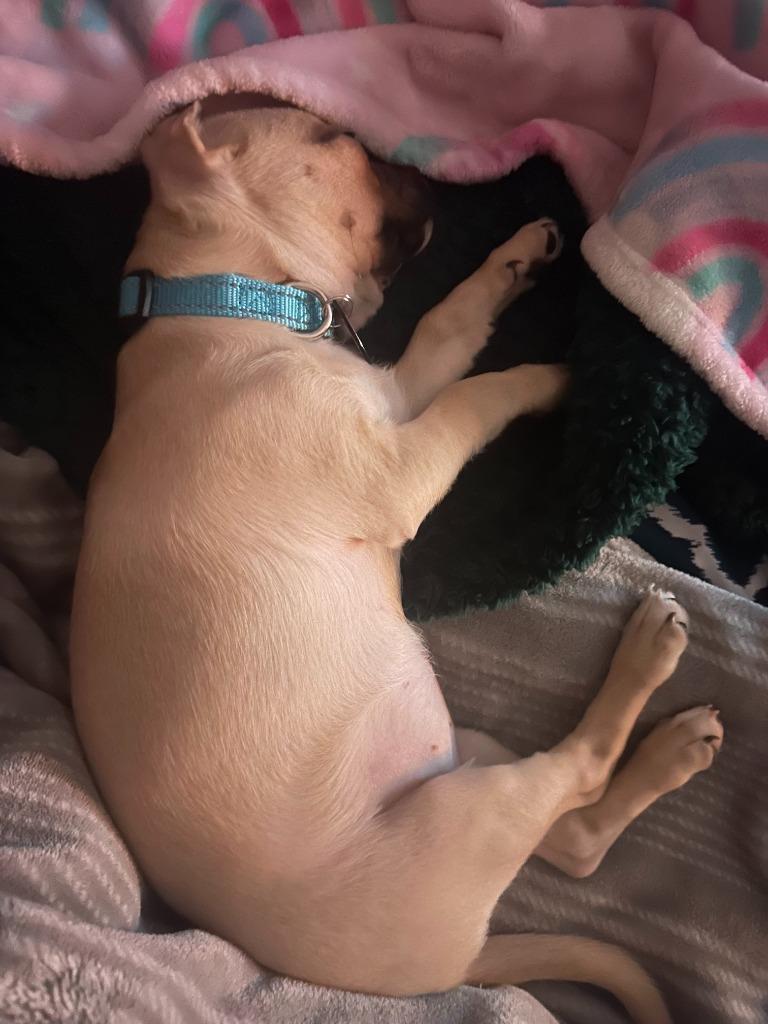 Cherry, Adoptable, Young Female Pug.