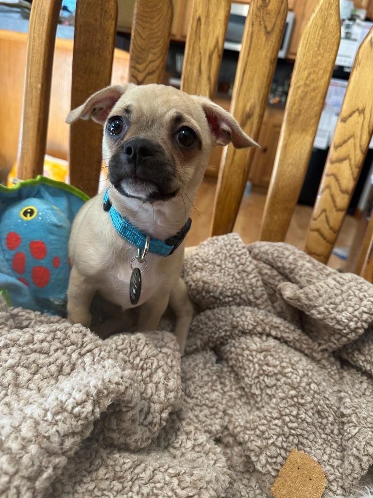 Enlarge Cherry, a Adoptable mixed breed in West Bloomfield, MI image 2/4