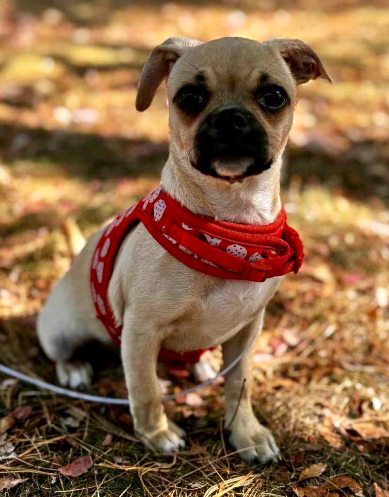 Enlarge Cherry, a Adoptable mixed breed in West Bloomfield, MI image 3/4