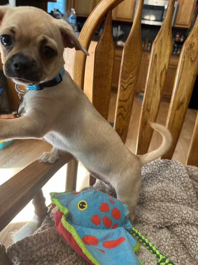 Enlarge Cherry, a Adoptable mixed breed in West Bloomfield, MI image 4/4