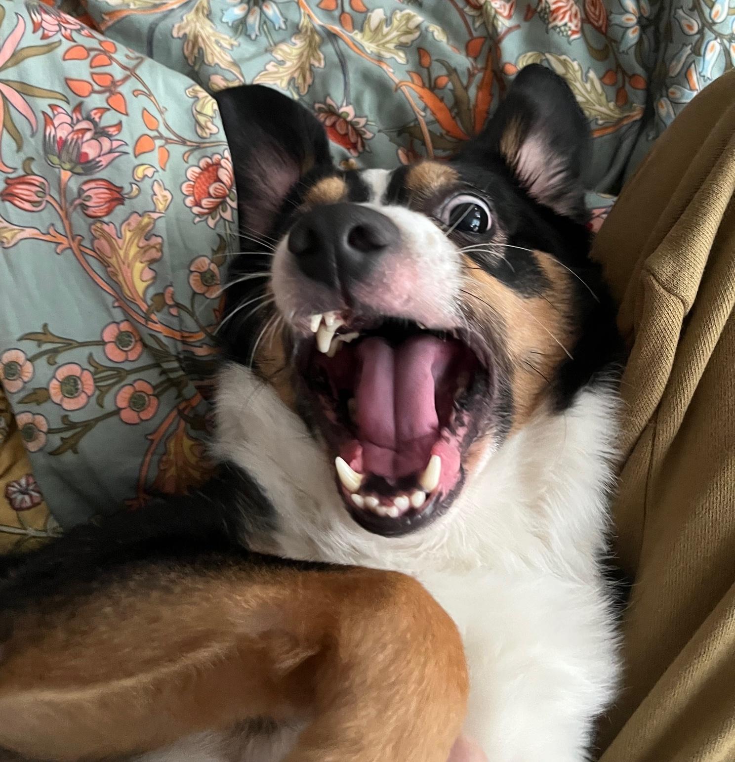 Enlarge Murph, a Adoptable mixed breed in Brooklyn, NY image 3/6