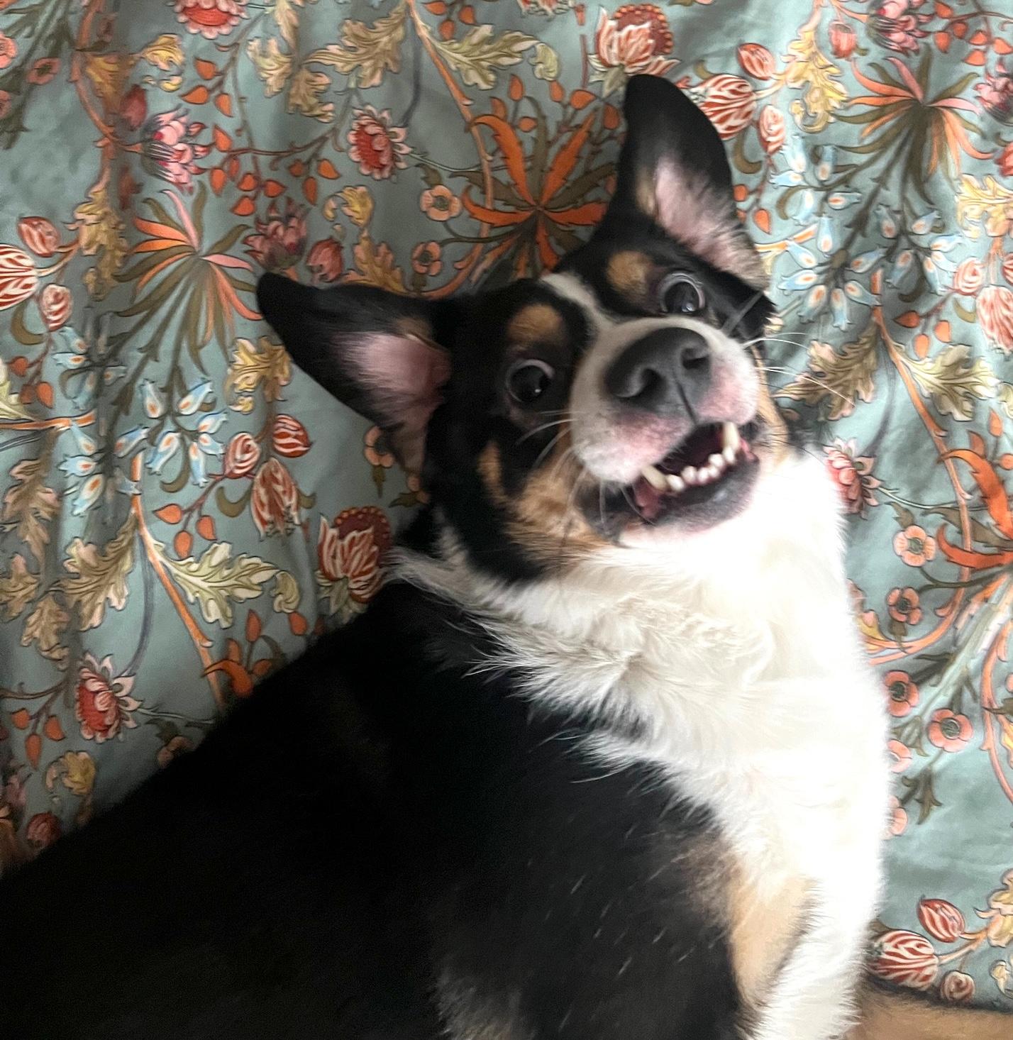 Enlarge Murph, a Adoptable mixed breed in Brooklyn, NY image 2/6