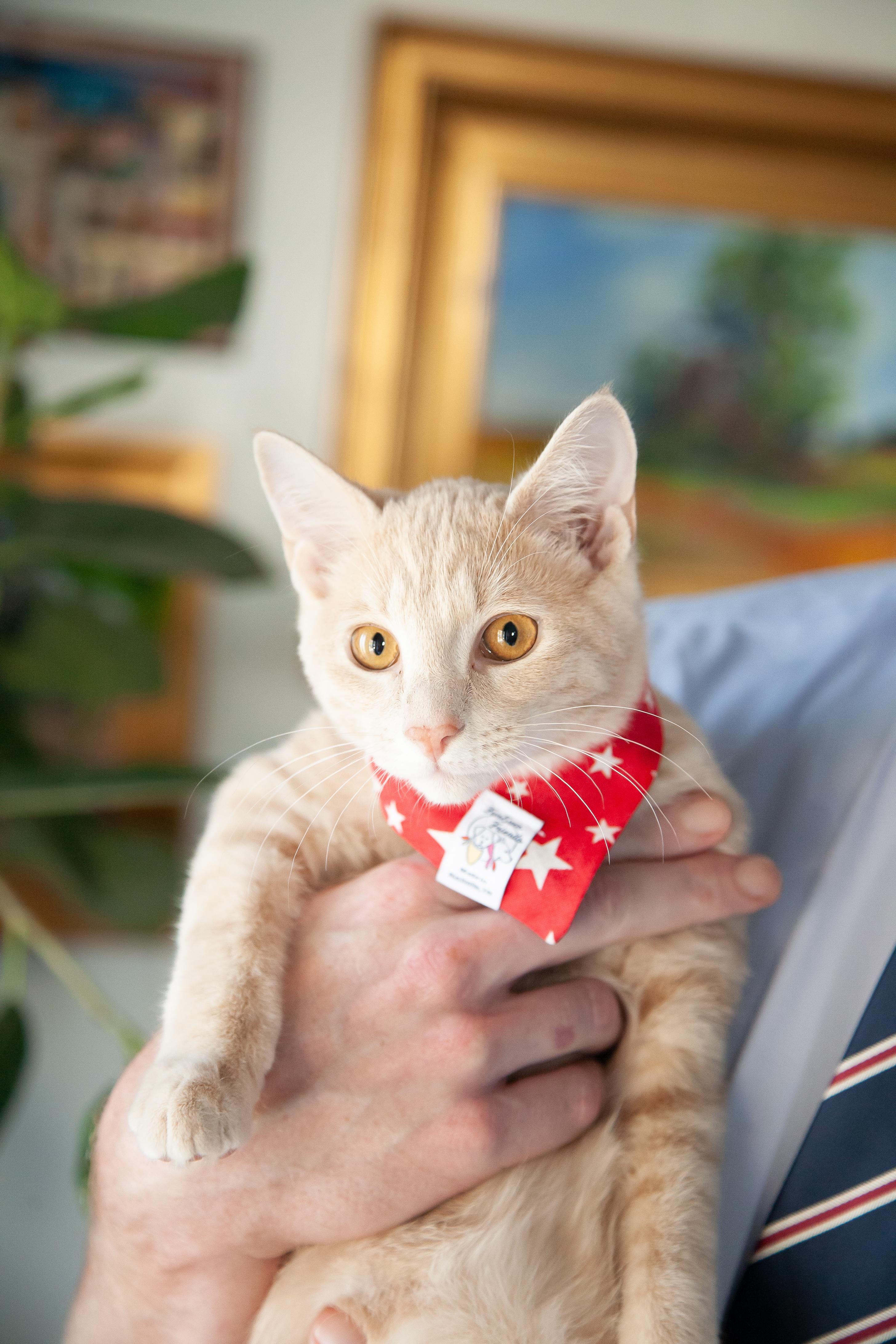 Enlarge Denver, a Adoptable Domestic Short Hair in Nashville, TN image 3/5