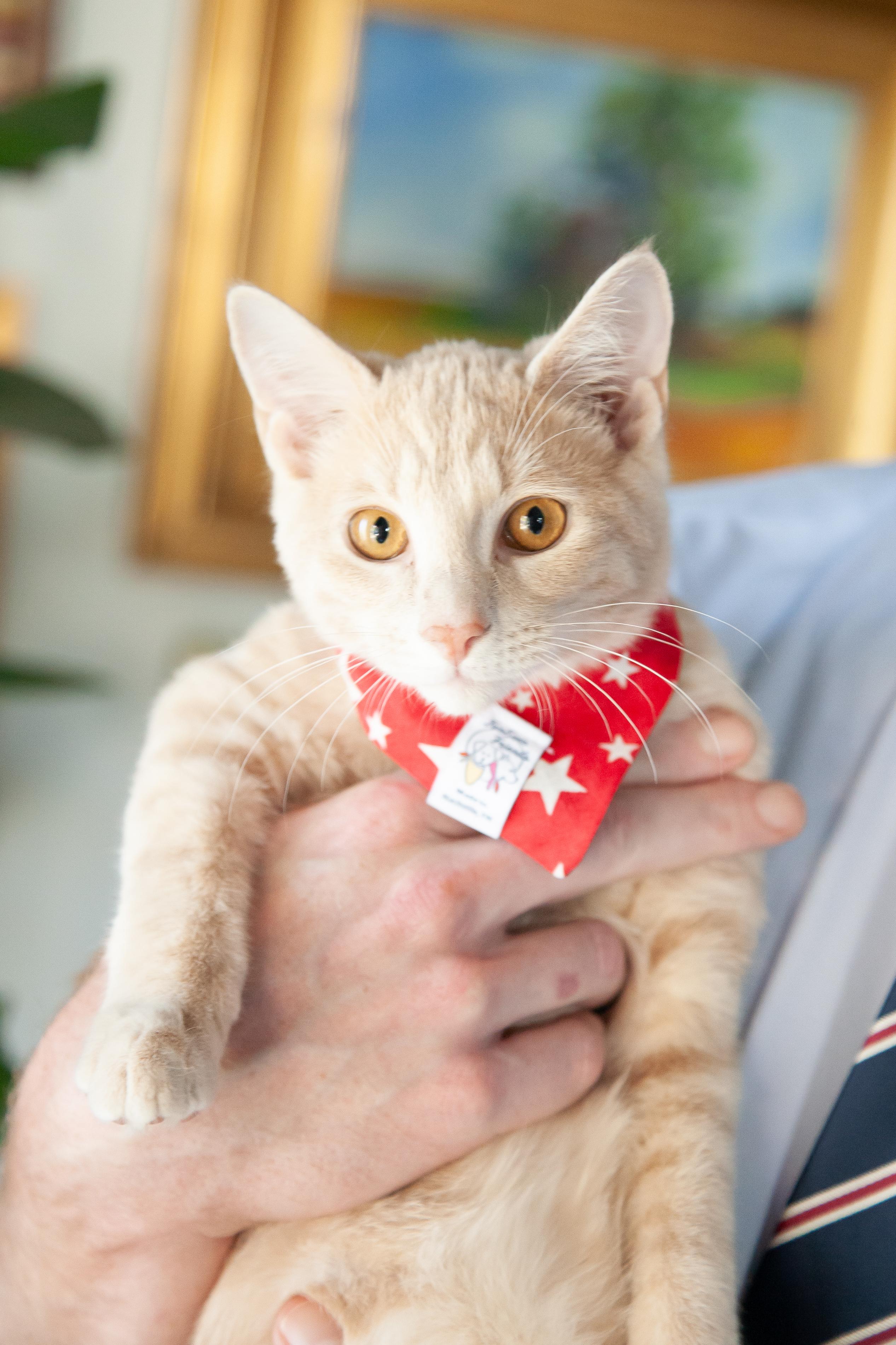 Enlarge Denver, a Adoptable Domestic Short Hair in Nashville, TN image 5/5