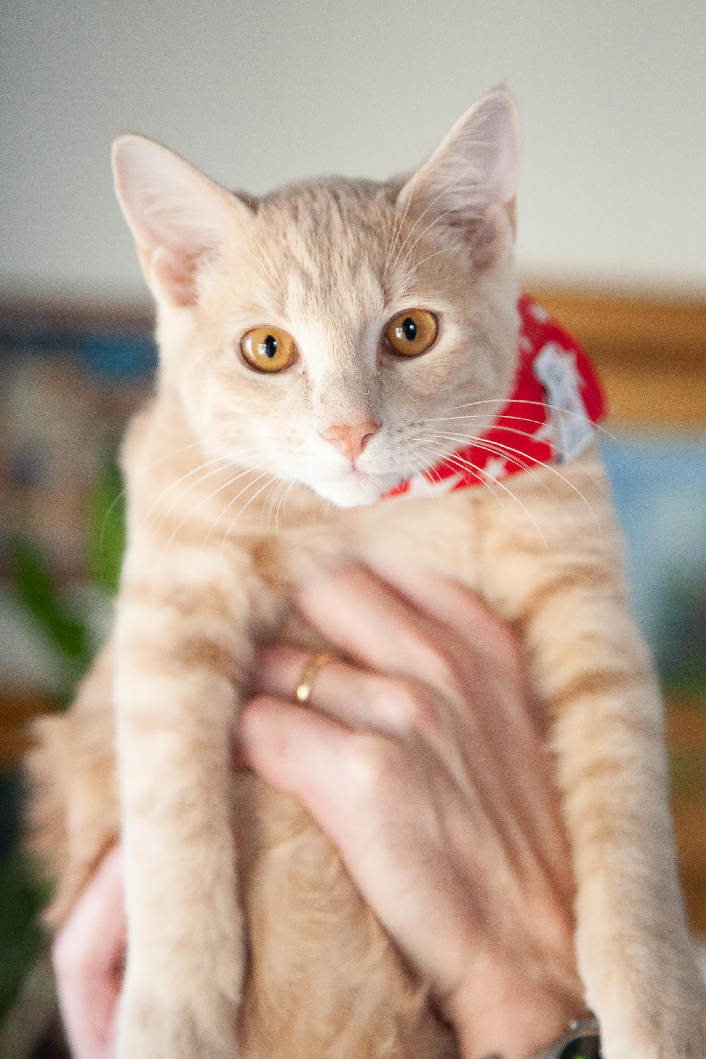 Denver, Adoptable, Young Male Domestic Short Hair.