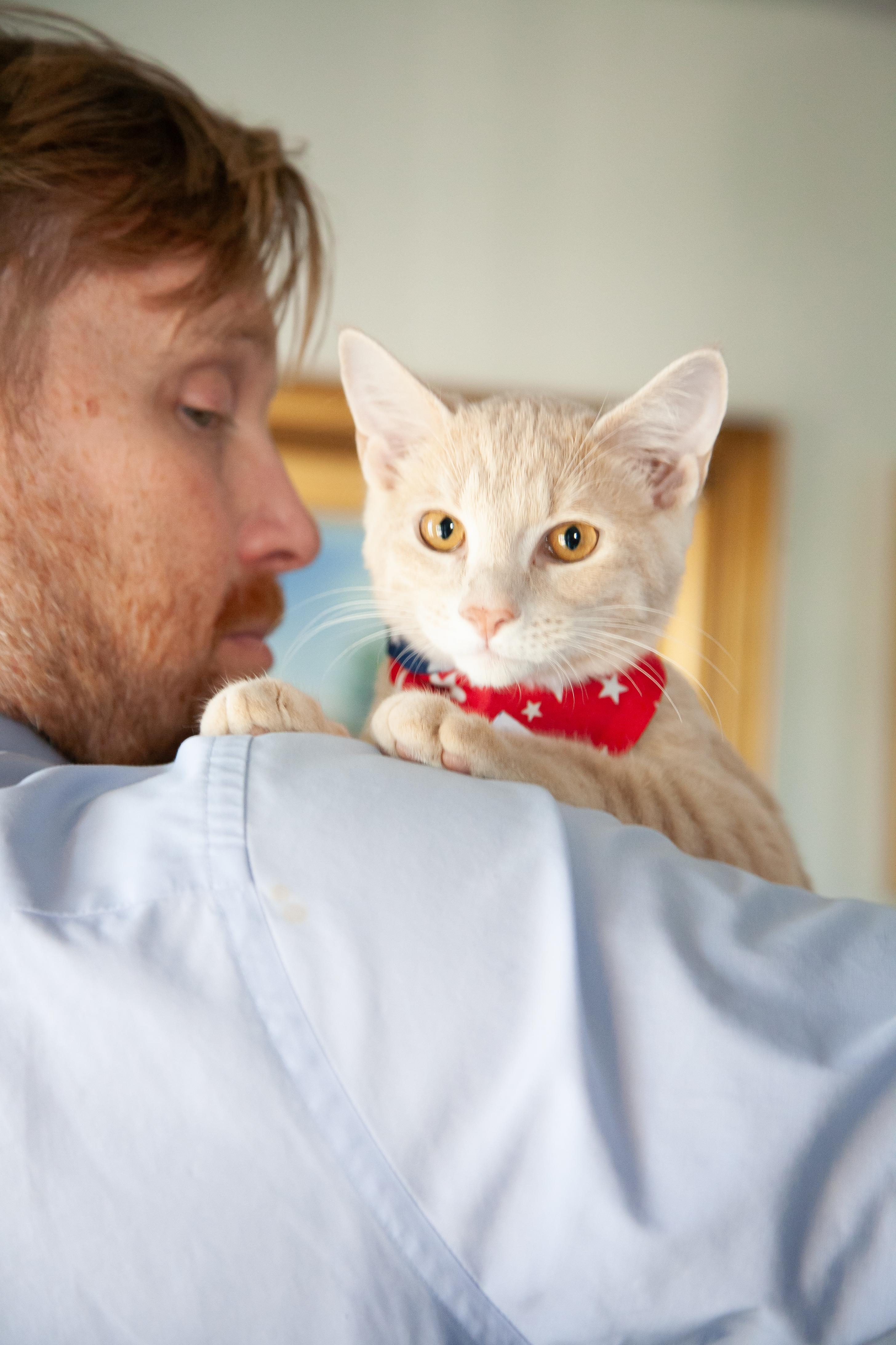 Enlarge Denver, a Adoptable Domestic Short Hair in Nashville, TN image 2/5