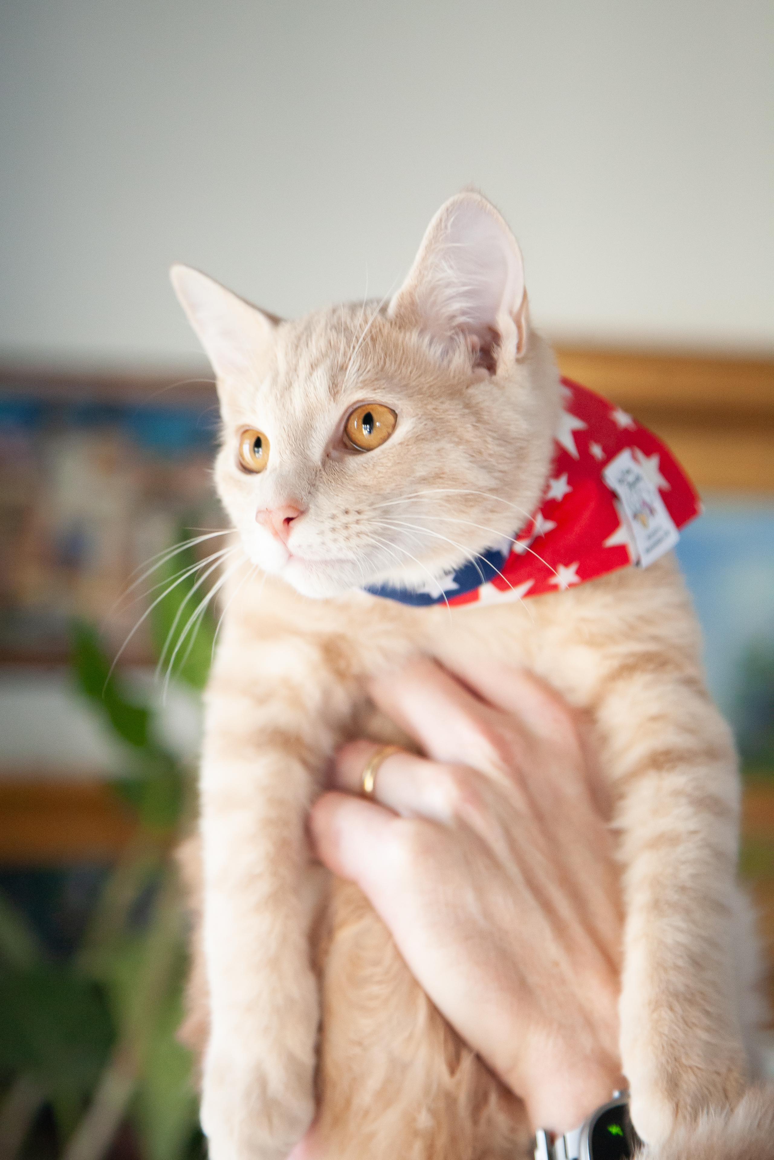 Enlarge Denver, a Adoptable Domestic Short Hair in Nashville, TN image 4/5