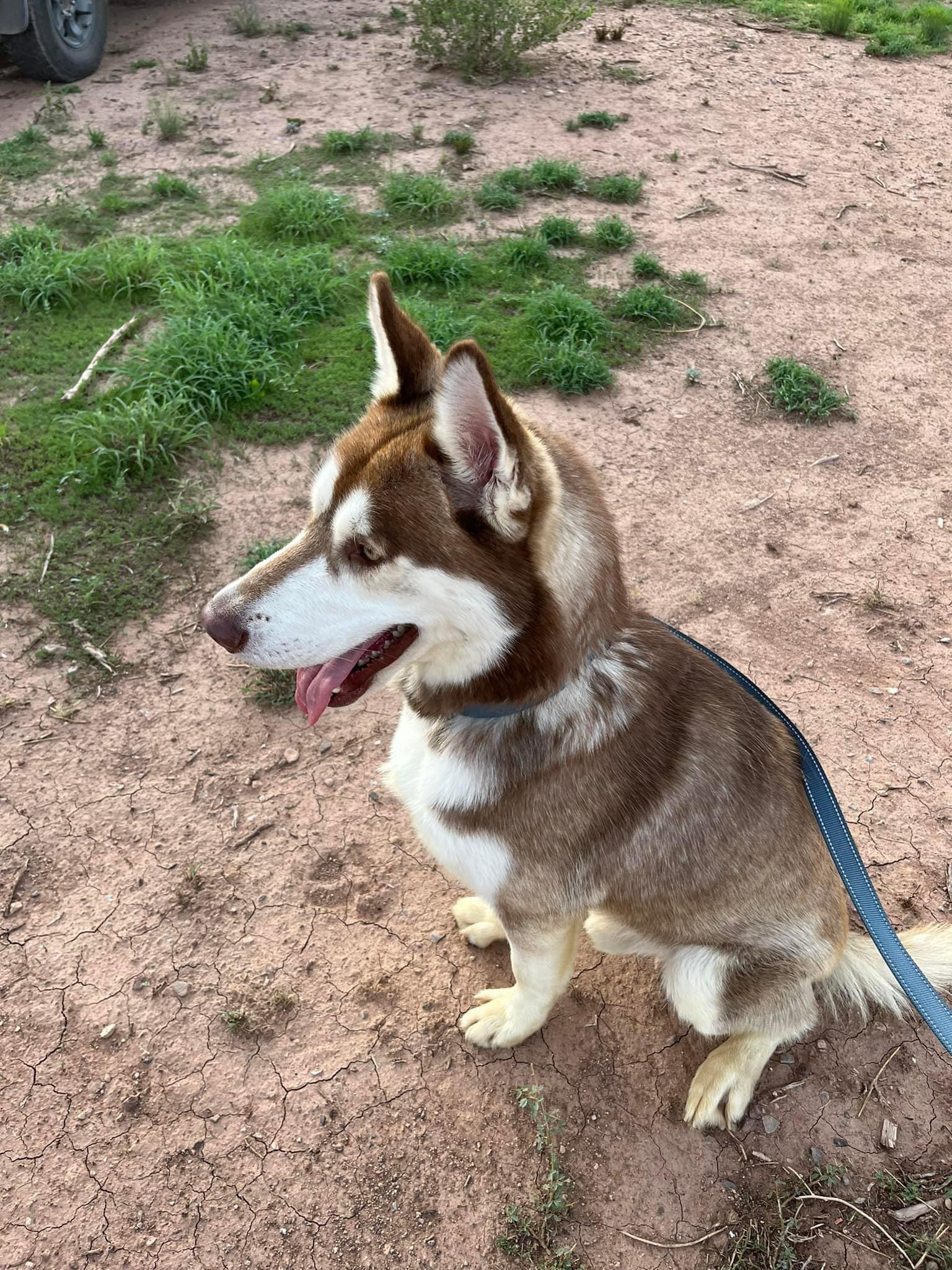 Enlarge Jesse, a Adopted Siberian Husky in Cedar Crest, NM image 1/3