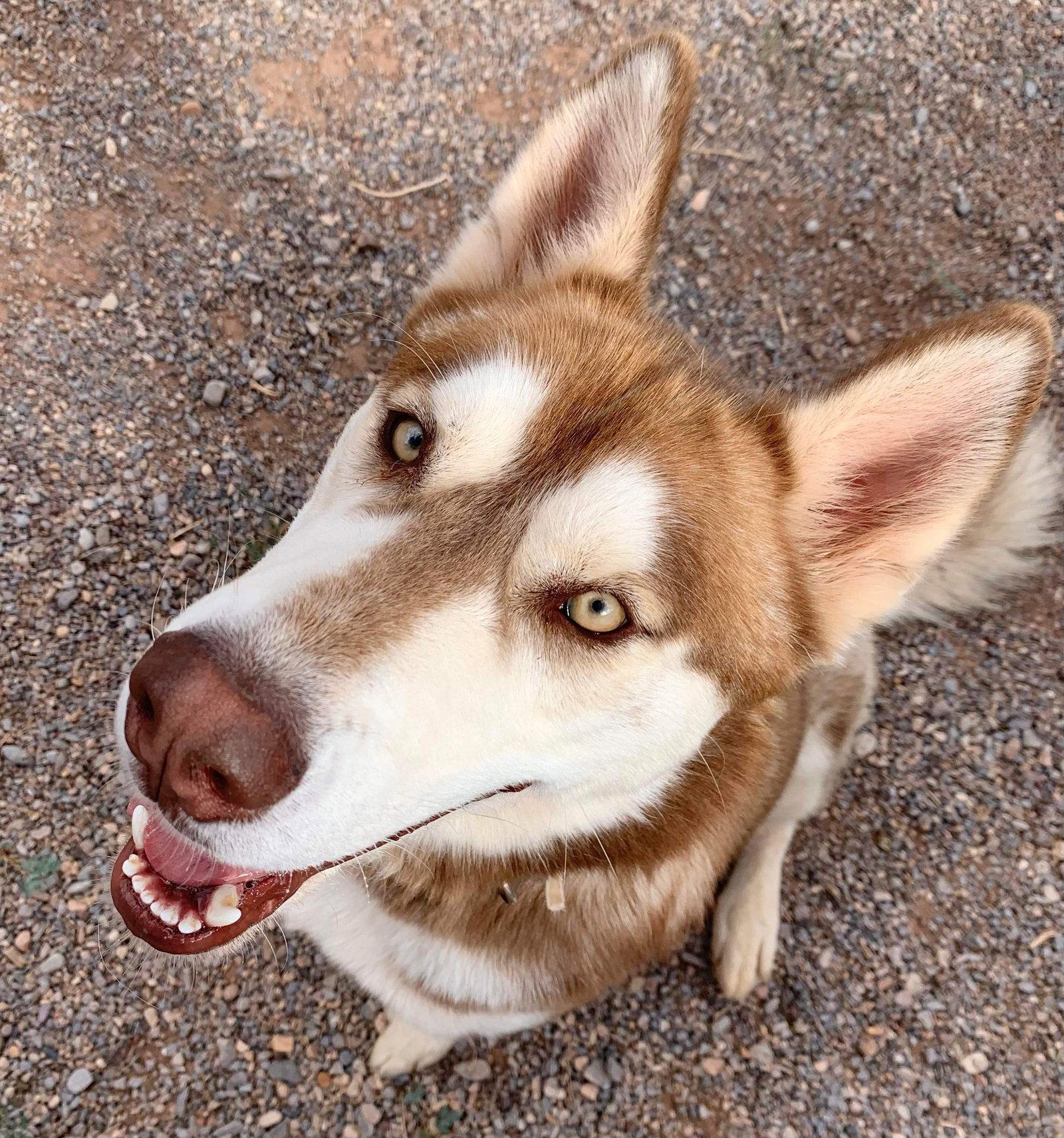 Enlarge Jesse, a Adopted Siberian Husky in Cedar Crest, NM image 2/3