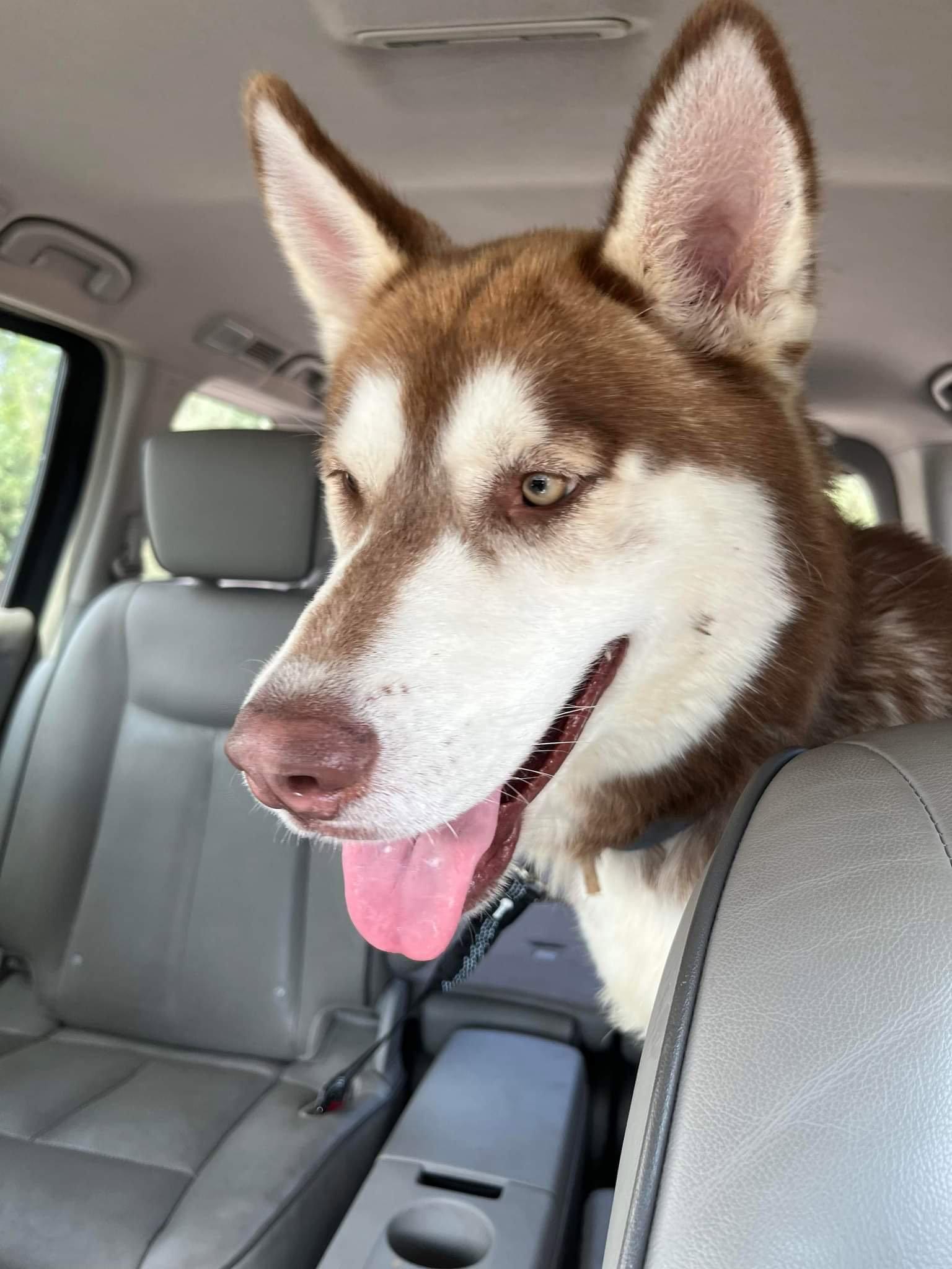 Enlarge Jesse, a Adopted Siberian Husky in Cedar Crest, NM image 3/3