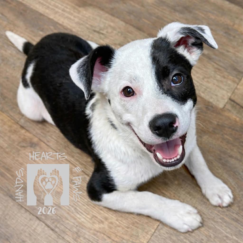 Lugnut, a Adoptable mixed breed in Omaha, NE image 6/6