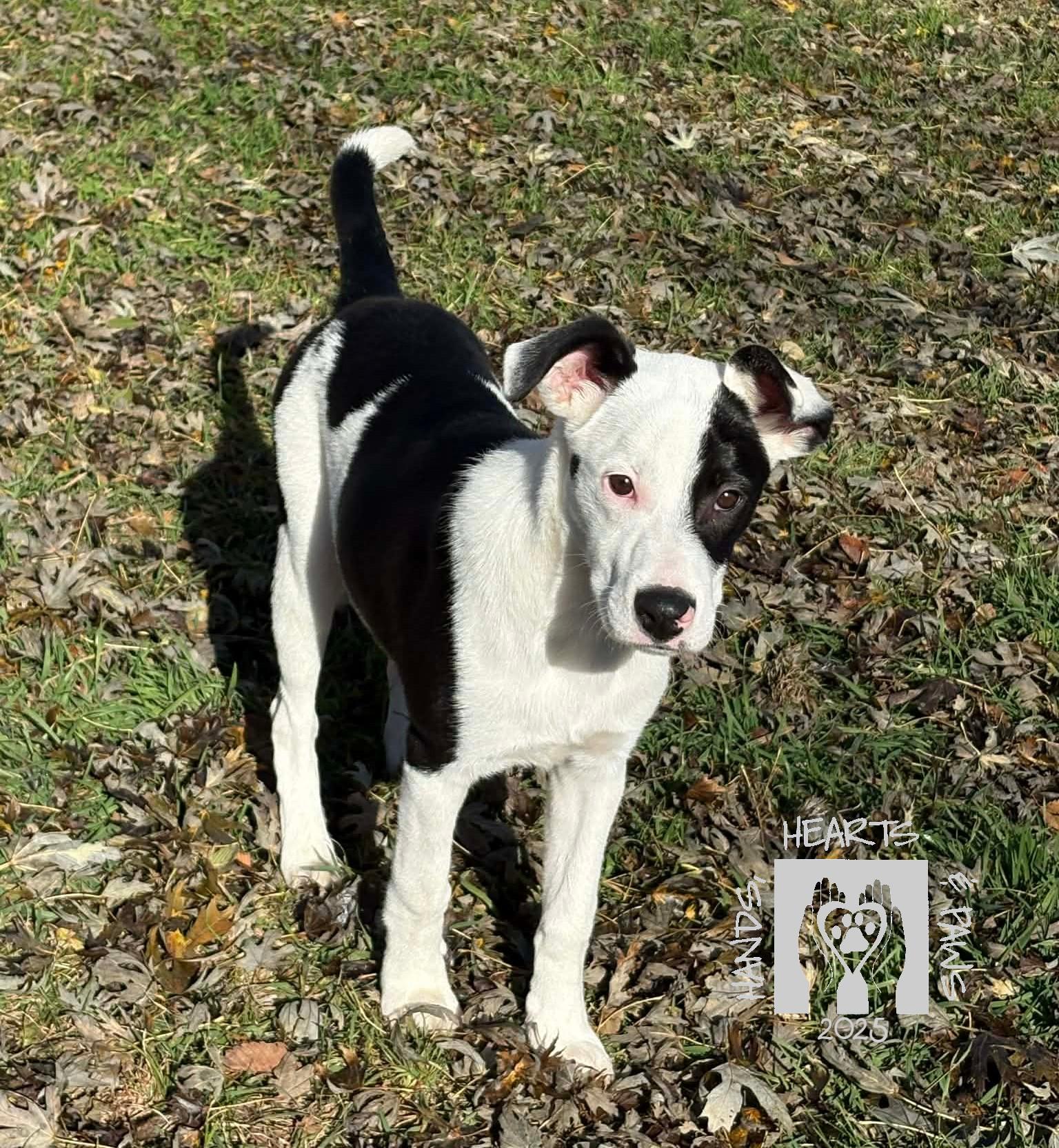 Lugnut, a Adoptable mixed breed in Omaha, NE image 3/5