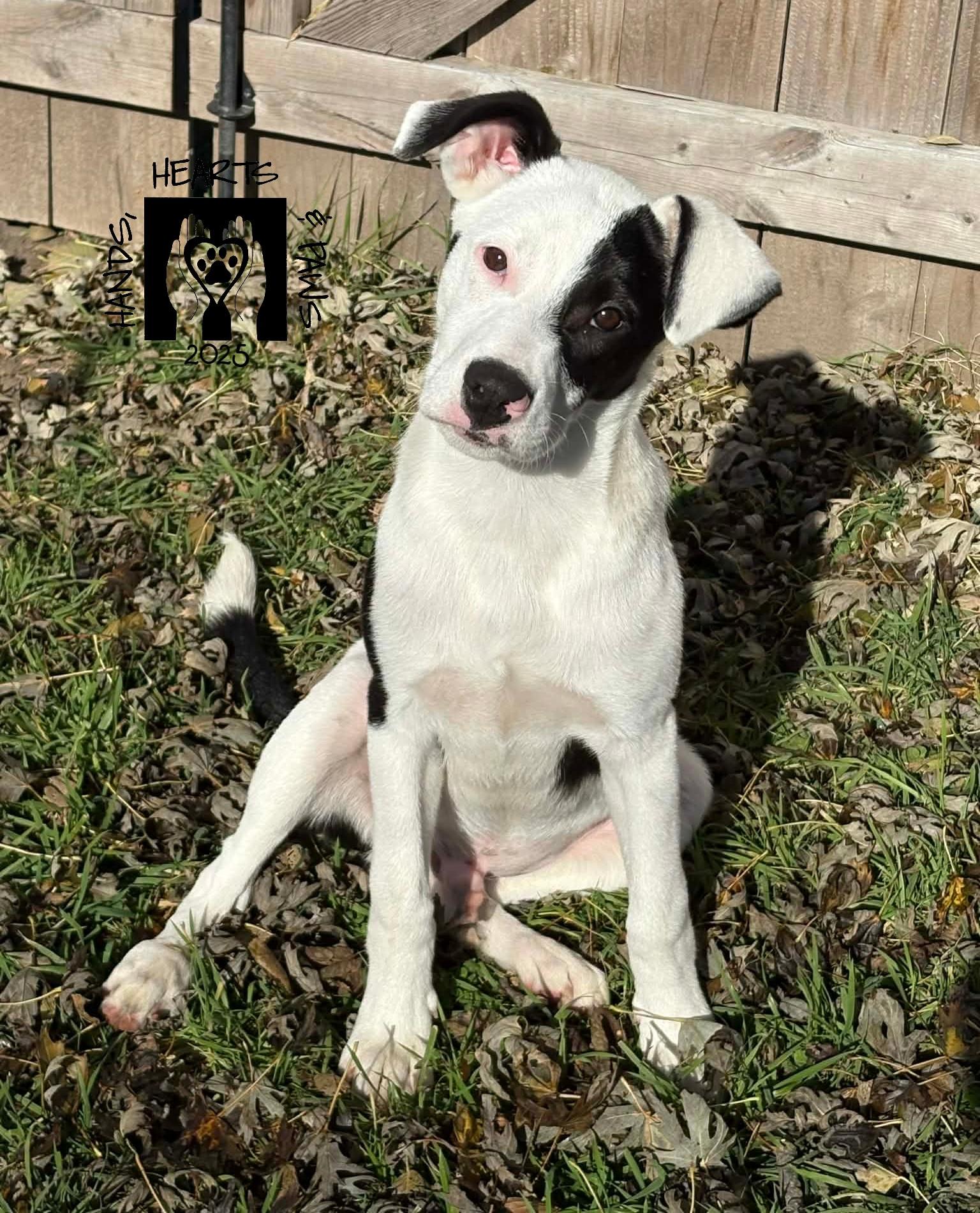 Lugnut, a Adoptable mixed breed in Omaha, NE image 4/5