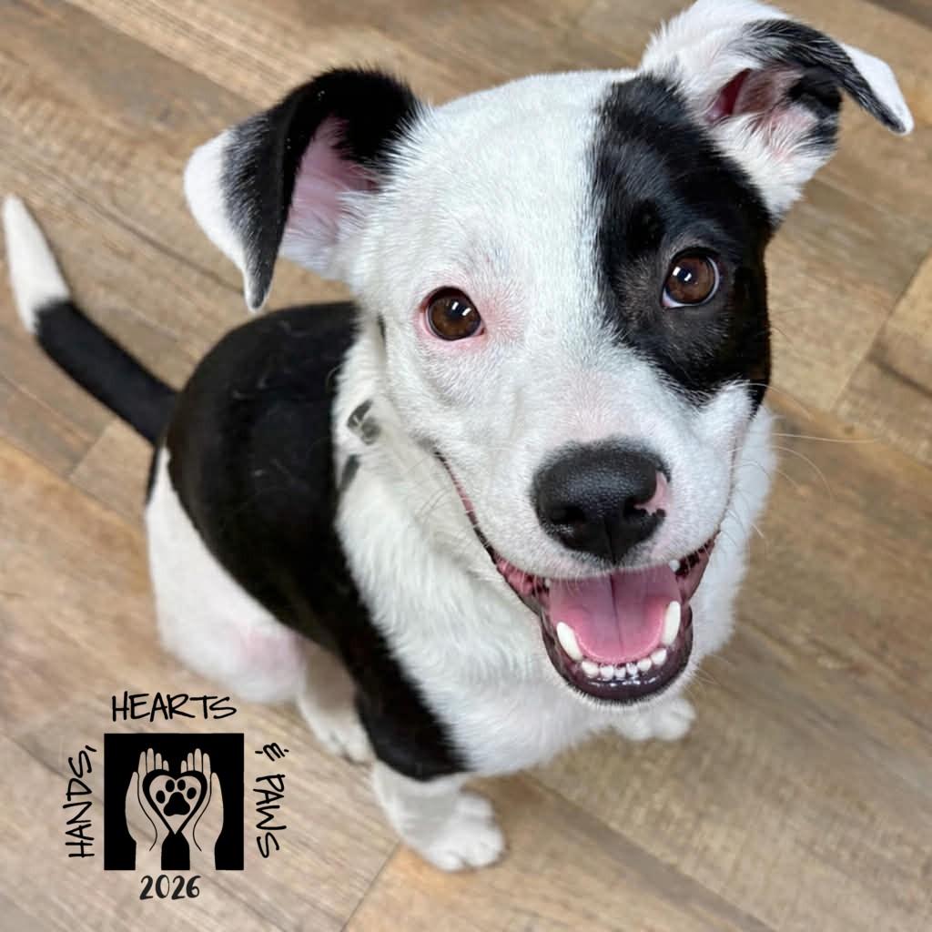 Lugnut, a Adoptable mixed breed in Omaha, NE image 1/6