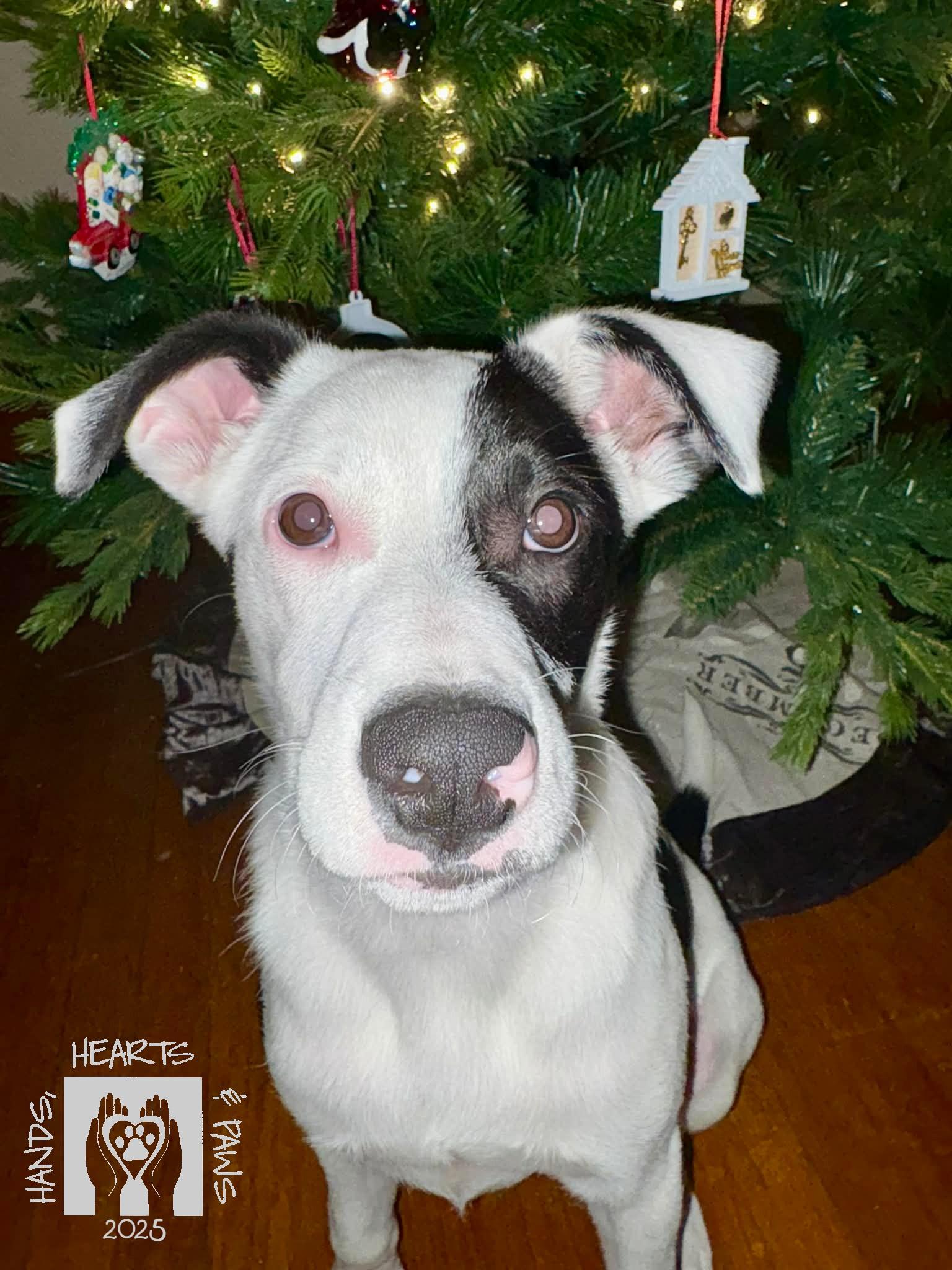 Lugnut, Adoptable, Young Male Terrier & Border Collie.