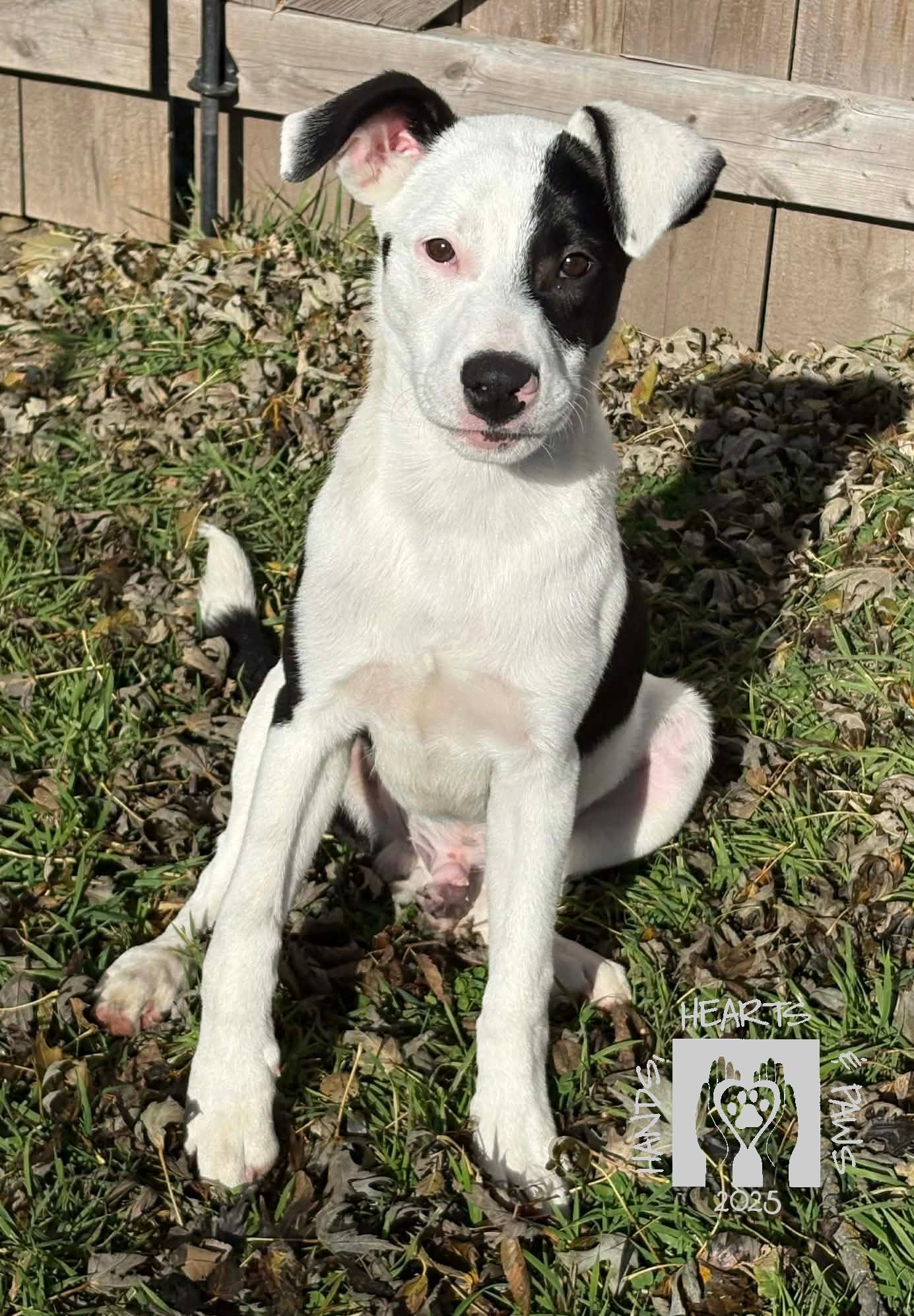 Lugnut, a Adoptable mixed breed in Omaha, NE image 5/5