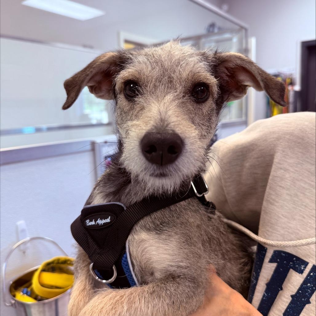 Bentley, Adoptable, Adult Male Terrier.