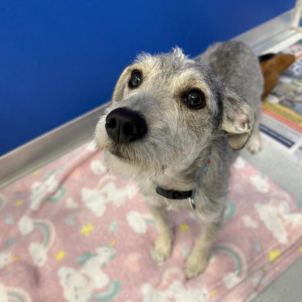 Enlarge Bentley, a Adoptable Terrier in Greensboro, GA image 2/3