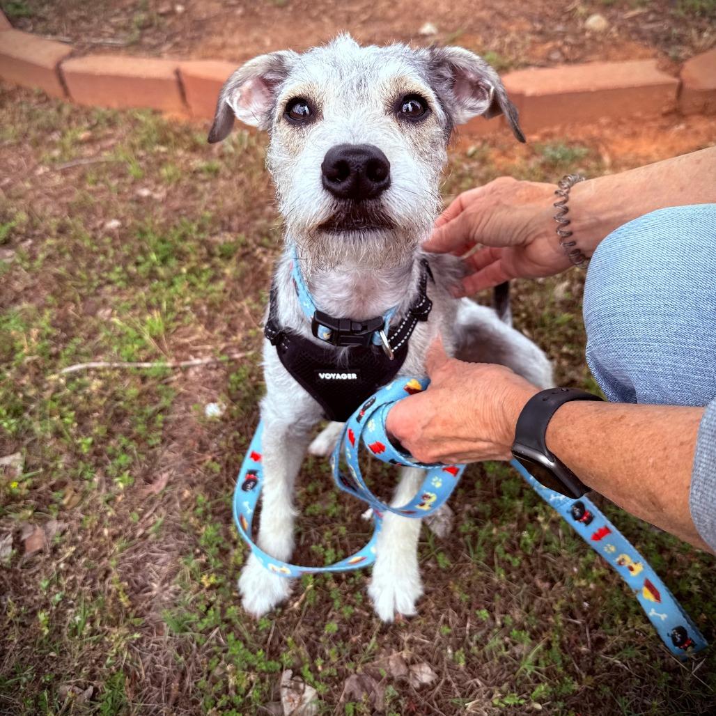 Enlarge Bentley, a Adoptable Terrier in Greensboro, GA image 3/3