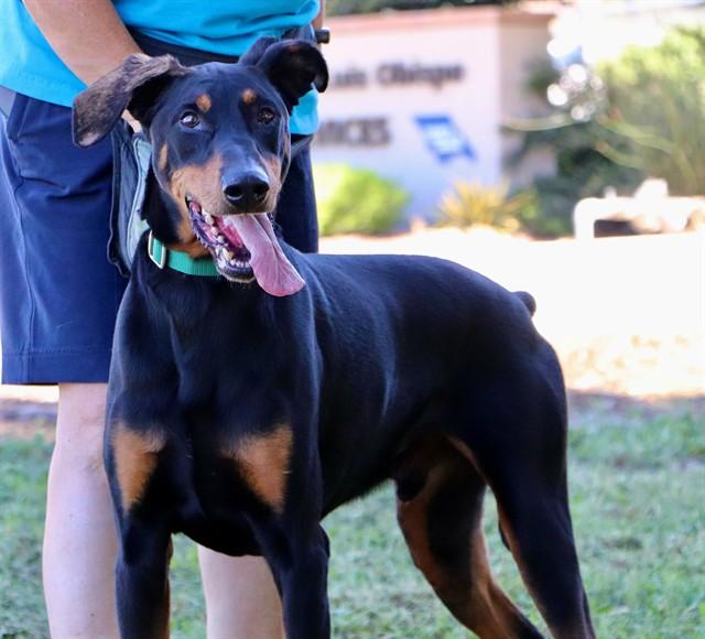 PEDRO, Adoptable, Adult Male Doberman Pinscher.