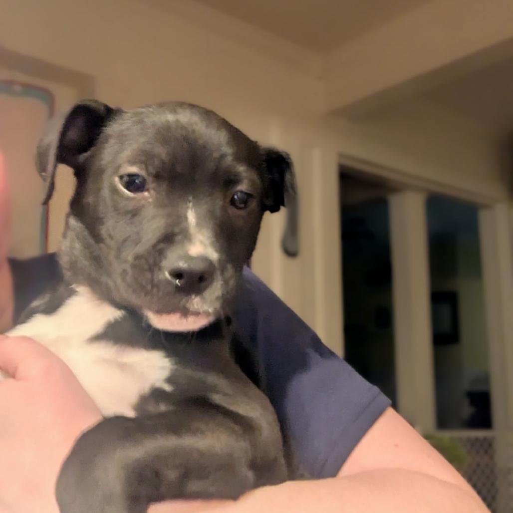 Nissea, Adoptable, Puppy Female Mixed Breed.