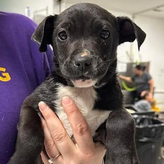 Enlarge Nissea, a Adoptable Mixed Breed in Fredericksburg, VA image 2/3