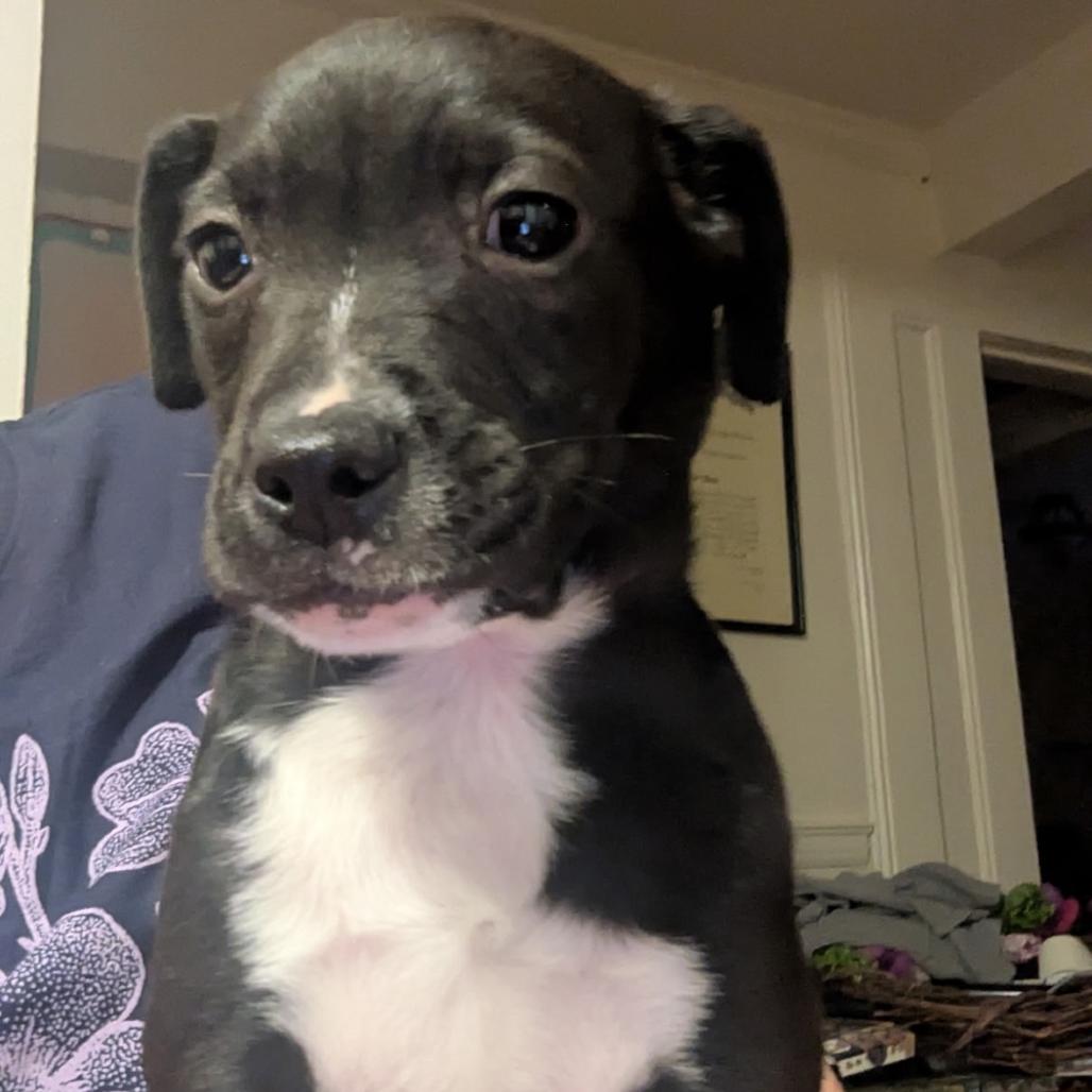 Enlarge Nissea, a Adoptable Mixed Breed in Fredericksburg, VA image 3/3