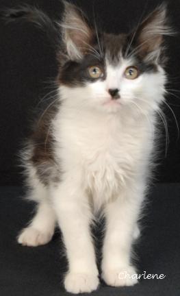 Squeaky, Baby Female unknown