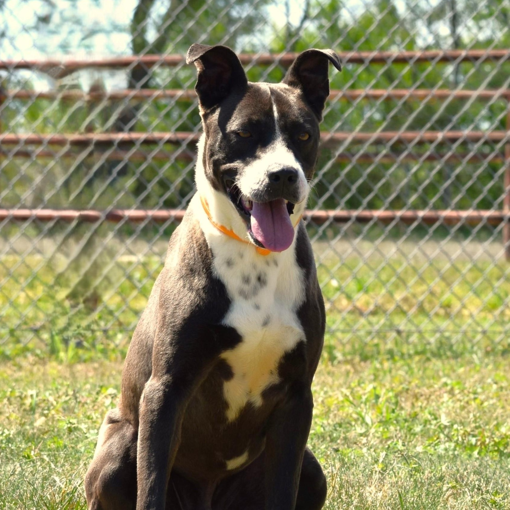 Ashton, an adoptable mixed breed in Simsbury, CT image 3/5