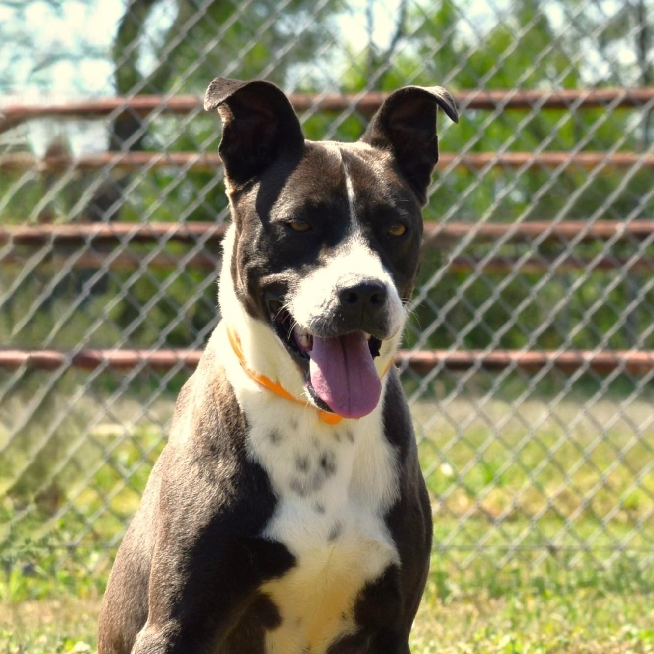 Ashton, an adoptable mixed breed in Simsbury, CT image 4/5