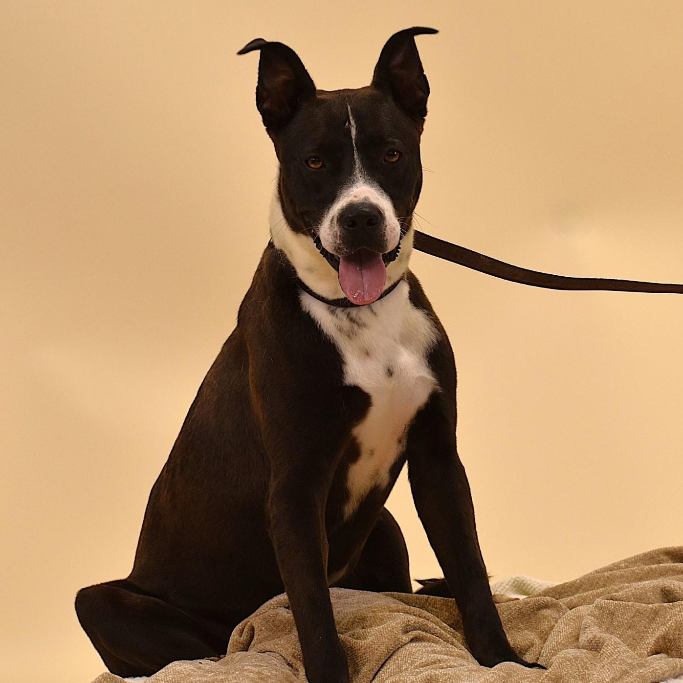 Ashton, a Adoptable mixed breed in Simsbury, CT image 3/5