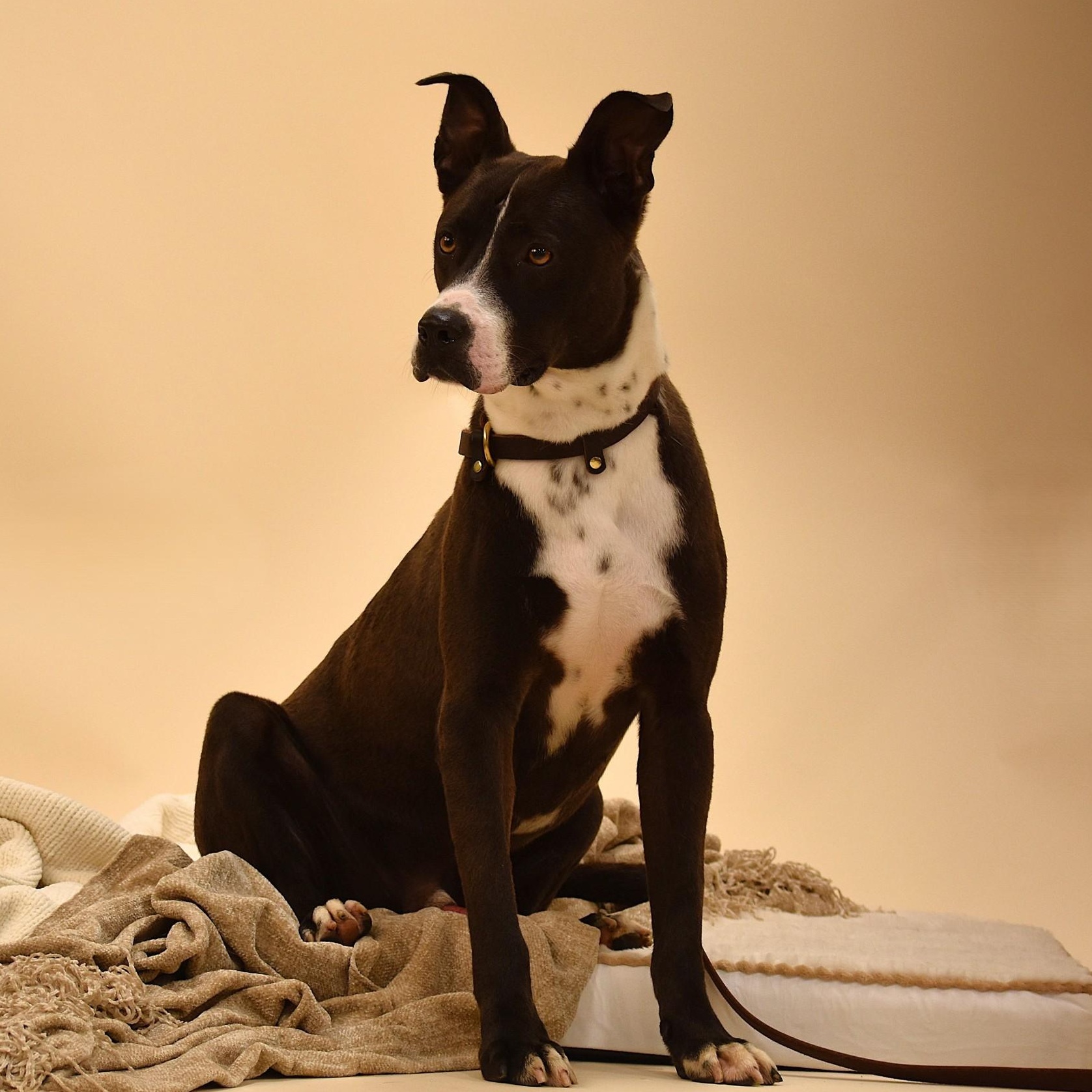 Ashton, a Adoptable mixed breed in Simsbury, CT image 4/5