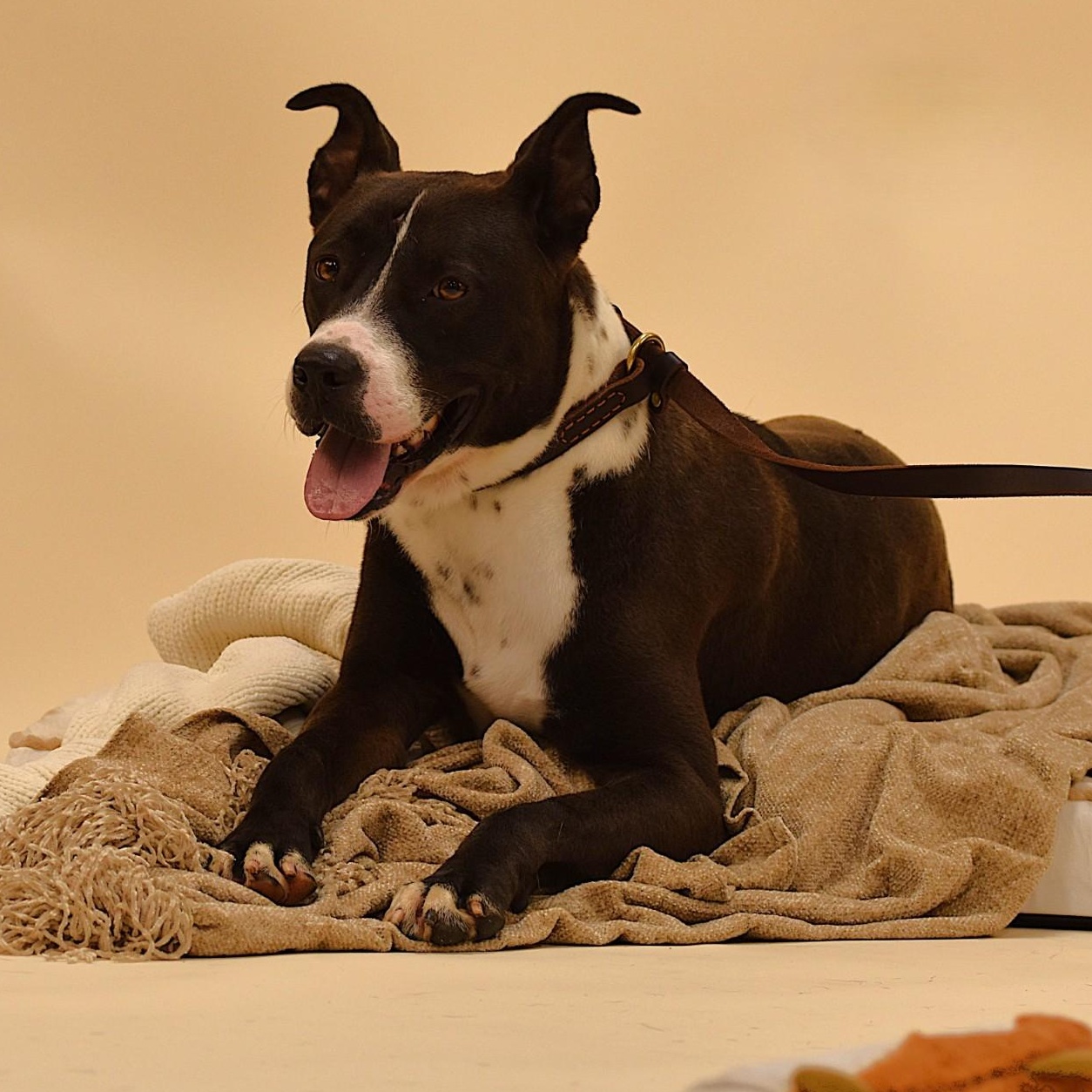 Ashton, a Adoptable mixed breed in Simsbury, CT image 5/5