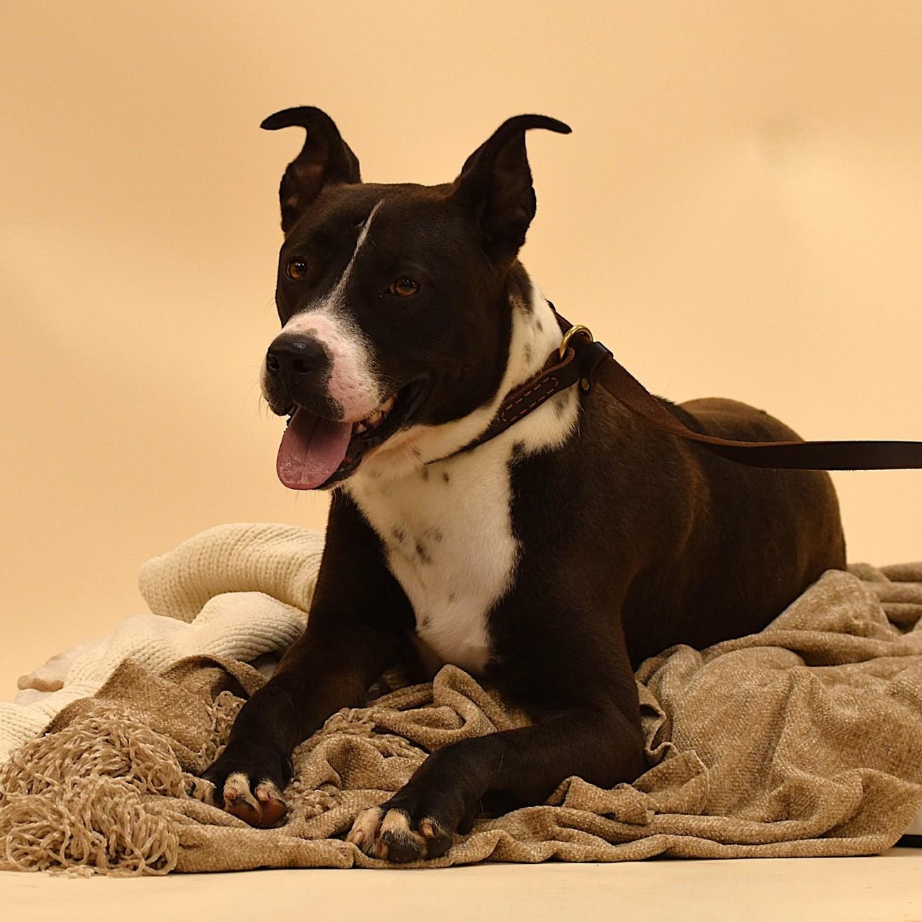 Ashton, adoptable, Adult Male American Staffordshire Terrier.